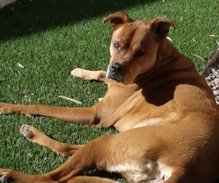 Central Phoenix Animal Hospital