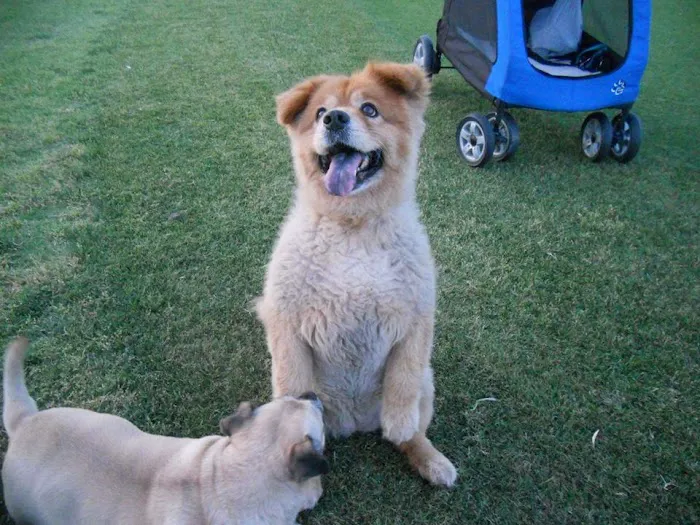 Central Phoenix Animal Hospital Picture 3