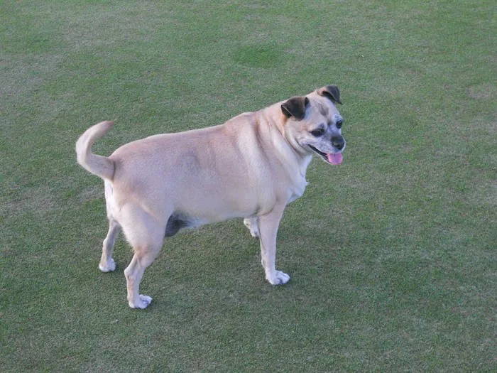 Central Phoenix Animal Hospital Picture 8