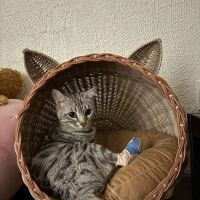 Phoenix Dog Cat Bird Hospital ico