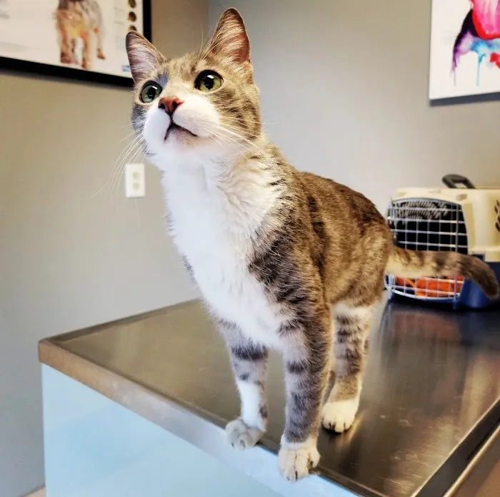 Phoenix Dog Cat Bird Hospital Picture 8
