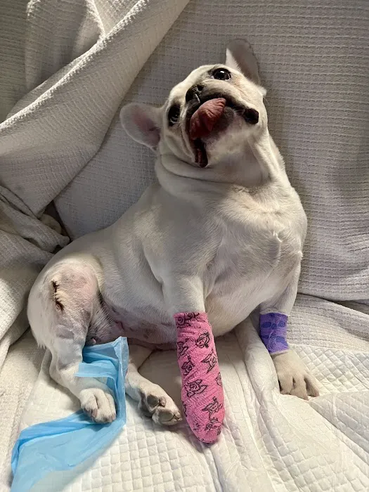 Integrative Vet Oncology Picture 2