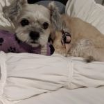 Integrative Vet Oncology
