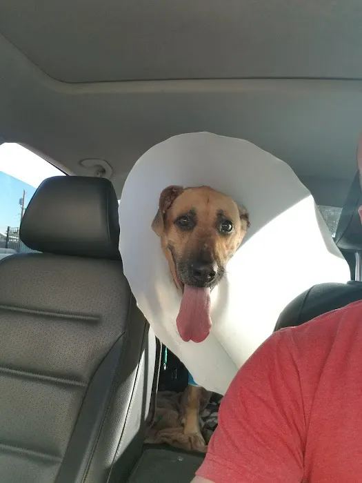 Integrative Vet Oncology Picture 5