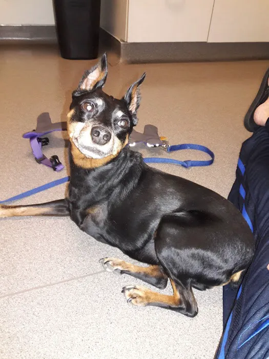Integrative Vet Oncology Picture 9