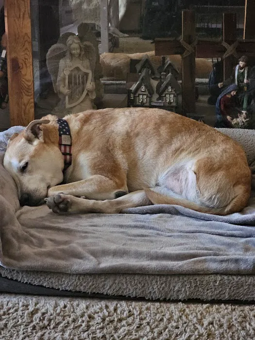 Integrative Vet Oncology Picture 8