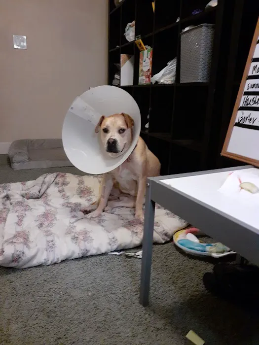 Integrative Vet Oncology Picture 10