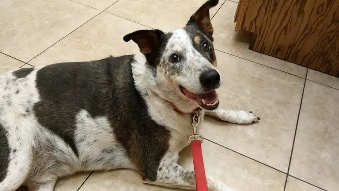 Alta Vista Veterinary Hospital Picture 2
