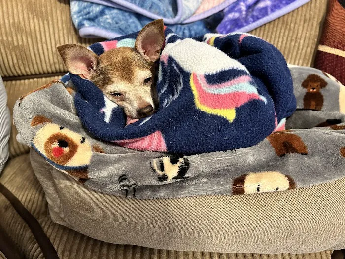 Alta Vista Veterinary Hospital Picture 7
