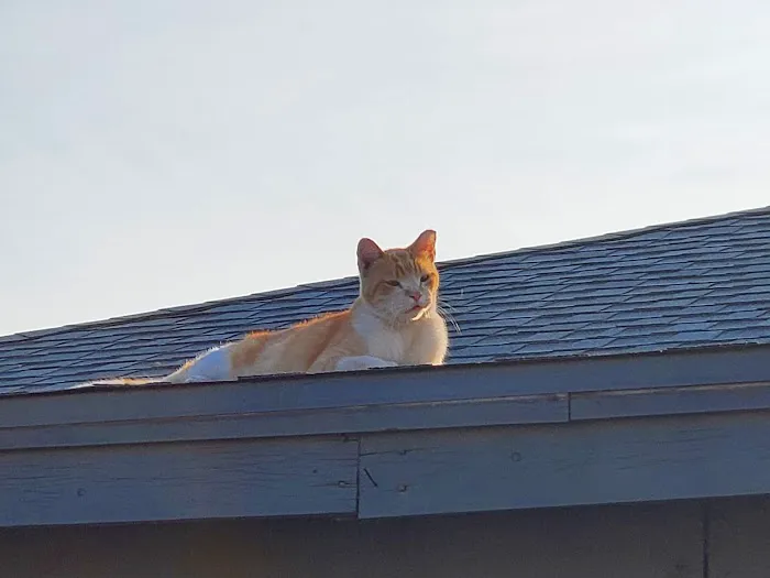 Alta Vista Veterinary Hospital Picture 5