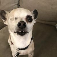 Alta Vista Veterinary Hospital ico