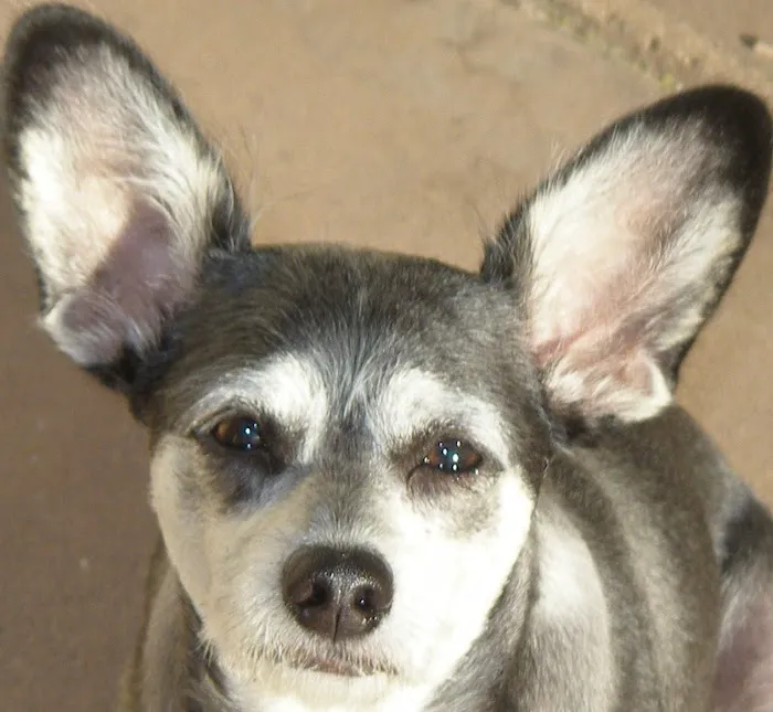 Alta Vista Veterinary Hospital Picture 8