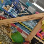 Pet Care Inc.