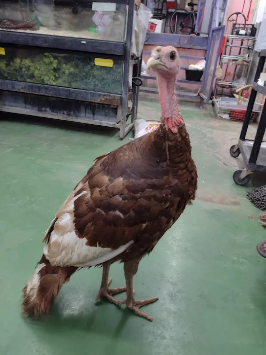 Pet Care Inc. Picture 7