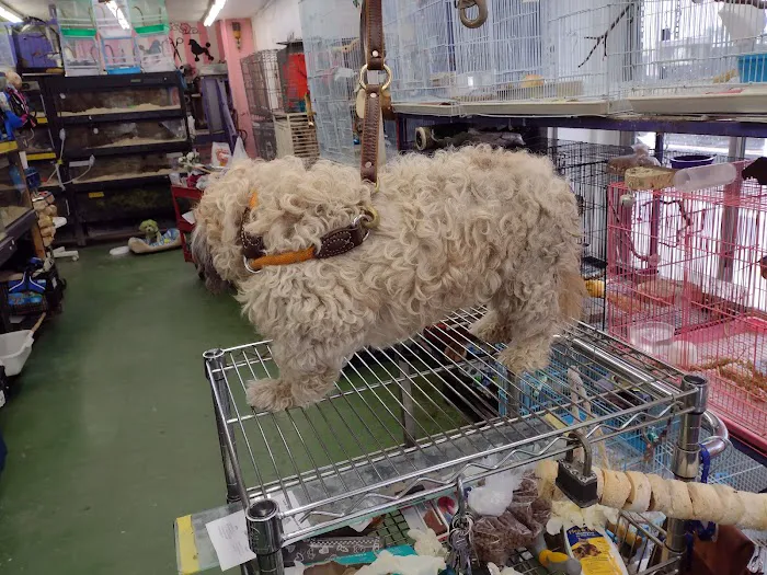 Pet Care Inc. Picture 6