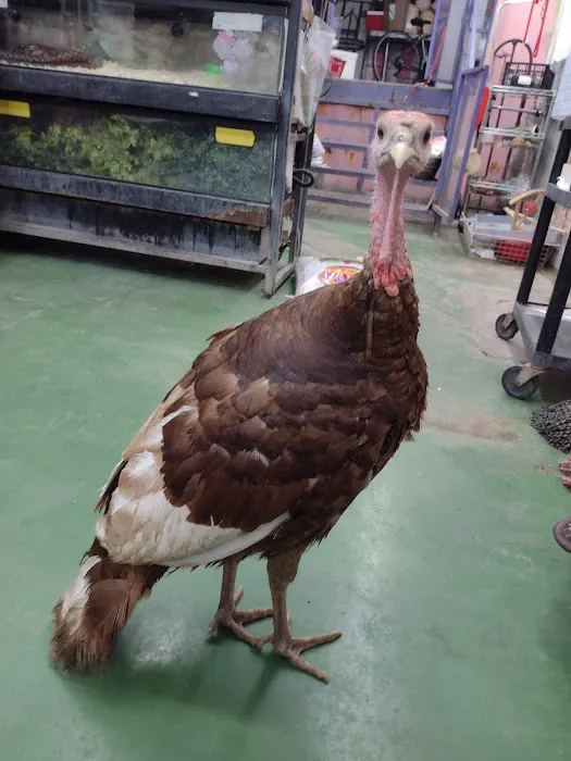 Pet Care Inc. Picture 9