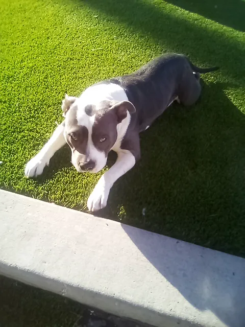 Animal Care Hospital of Phoenix Picture 2