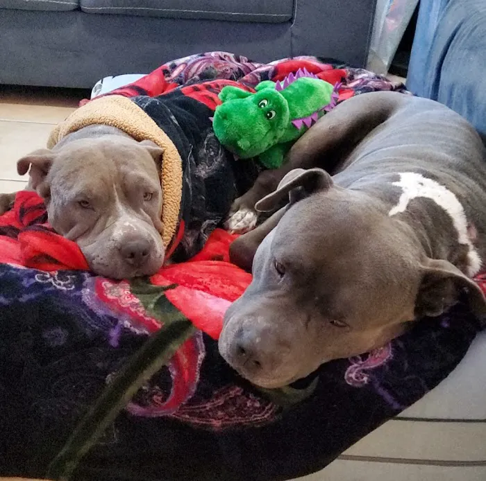 Animal Care Hospital of Phoenix Picture 5