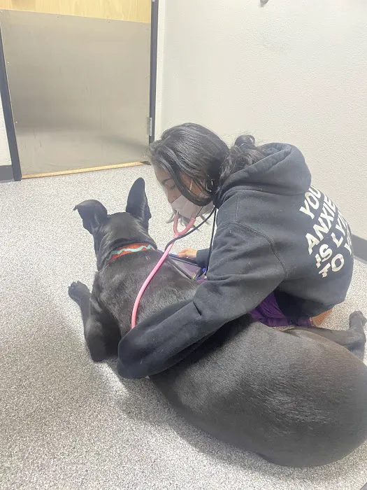 Animal Care Hospital of Phoenix Picture 7