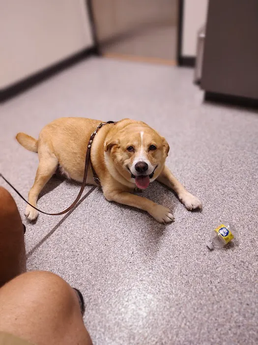 Animal Care Hospital of Phoenix Picture 8