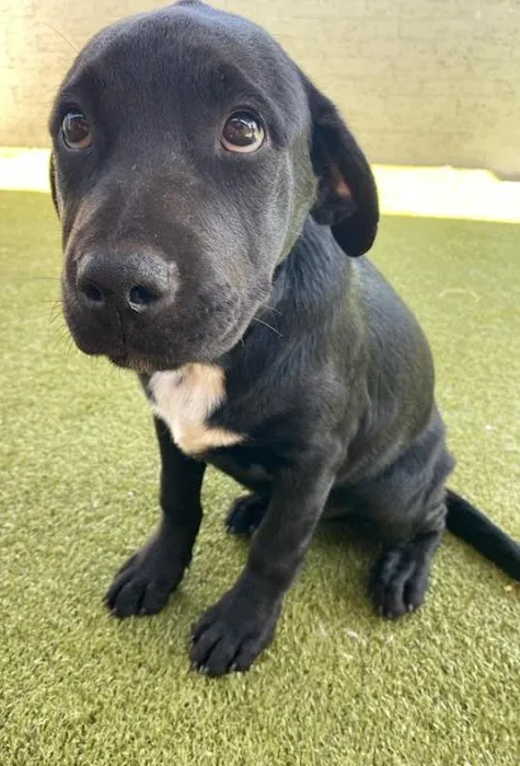 Animal Care Hospital of Phoenix Picture 10