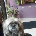 Animal Care Hospital: Halver Mark S DVM