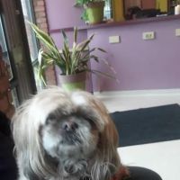 Animal Care Hospital: Halver Mark S DVM ico
