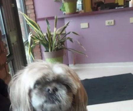 Animal Care Hospital: Halver Mark S DVM