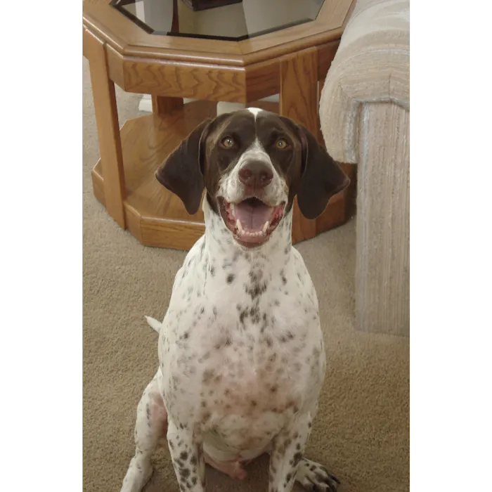 Animal Care Hospital: Halver Mark S DVM Picture 4