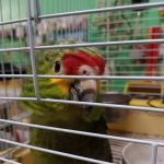 Pete’s Pet Supply