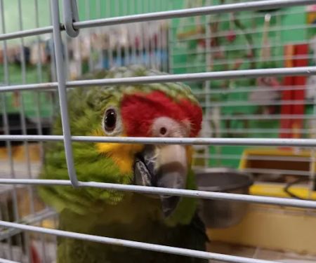 Peteu2019s Pet Supply