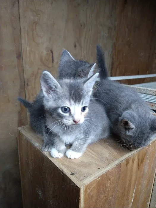 Pete’s Pet Supply Picture 10