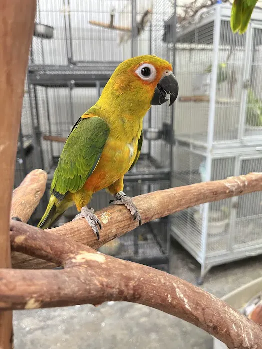 Feathers And Friends Exotics Picture 1