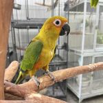 Feathers And Friends Exotics