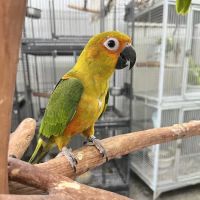 Feathers And Friends Exotics ico