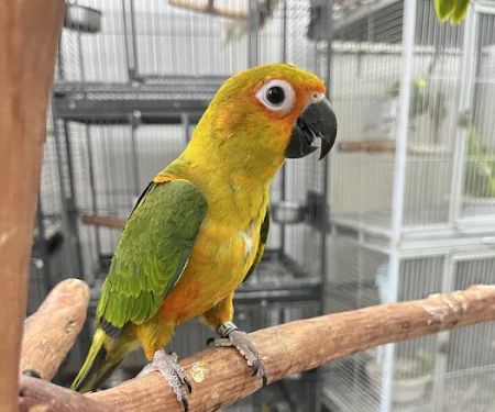Feathers And Friends Exotics