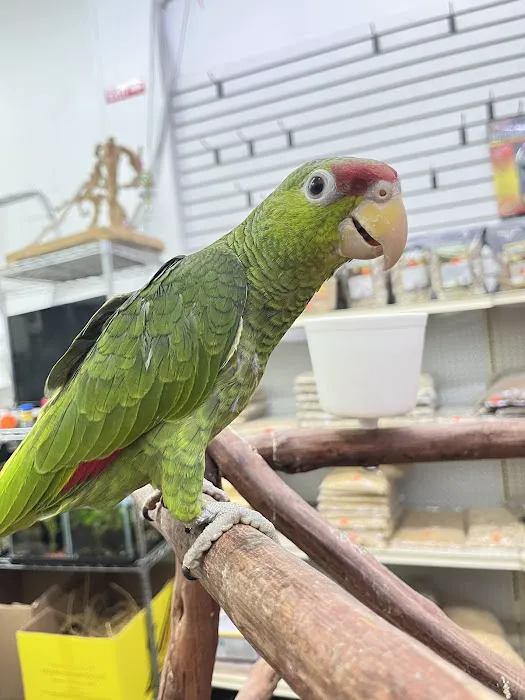 Feathers And Friends Exotics Picture 7