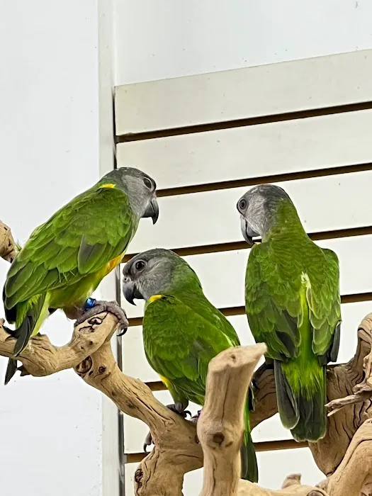 Feathers And Friends Exotics Picture 9