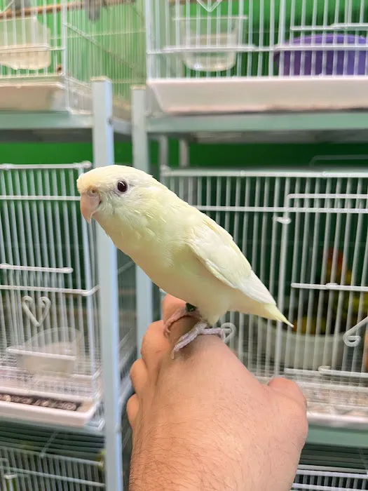 Feathers And Friends Exotics Picture 6