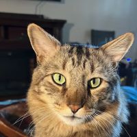 Camelback Animal Clinic ico