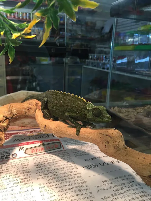 Jack's Pet Shop Picture 5
