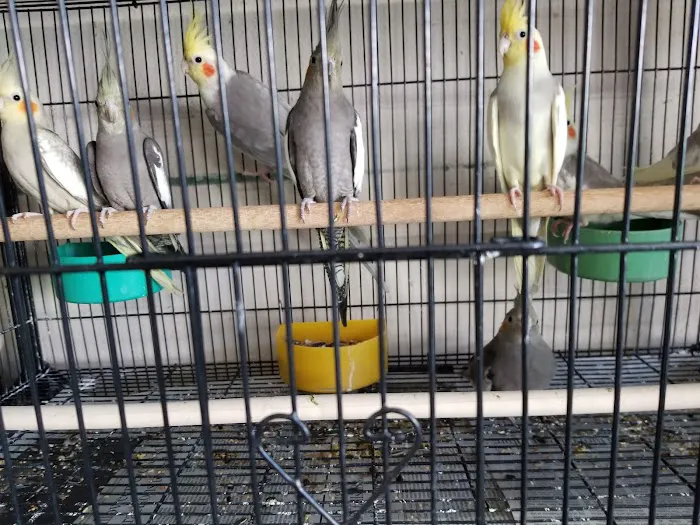 Jack's Pet Shop Picture 8