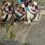 Christown Animal Hospital