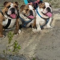 Christown Animal Hospital ico