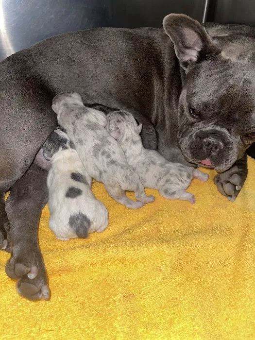 Christown Animal Hospital Picture 6