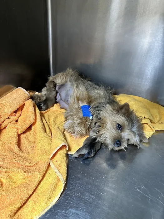 Christown Animal Hospital Picture 2