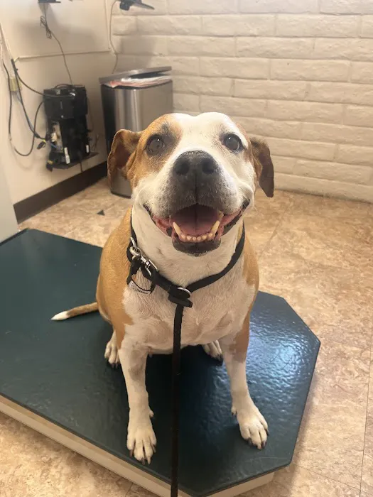 Christown Animal Hospital Picture 7