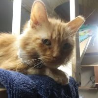 Van Aken Pet Hospital ico