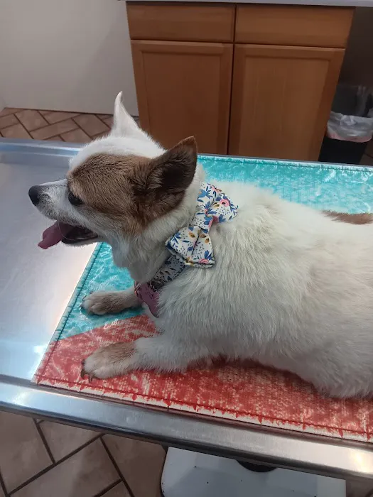 Van Aken Pet Hospital Picture 3