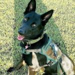 Santis Pet Clinic